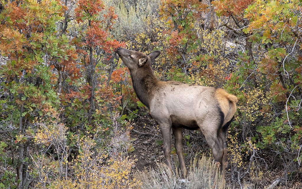 Fall Wildlife Assignment Winner Debbie O’Dell