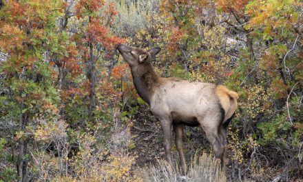 Fall Wildlife Assignment Winner Debbie O’Dell