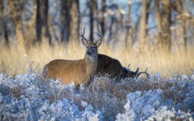 Feeding Deer in the Winter is Not a Good Idea