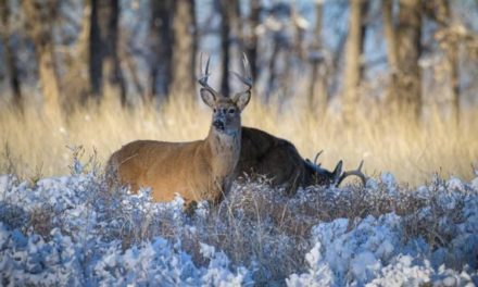 Feeding Deer in the Winter is Not a Good Idea