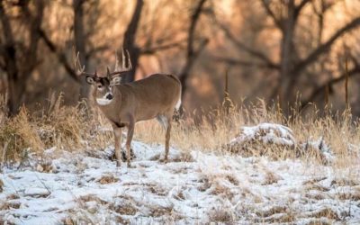 Final Moments of Deer Season: How to Make the Most of It