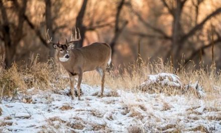 Final Moments of Deer Season: How to Make the Most of It