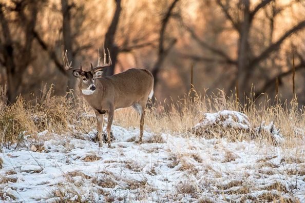 Last Moments Of Deer Season
