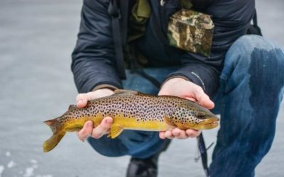 Fish Species Caught While Ice Fishing: Top 3 Most Common