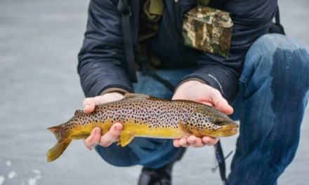Fish Species Caught While Ice Fishing: Top 3 Most Common