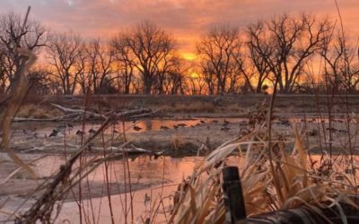Full Body vs Silhouette Decoys for Waterfowl: Pros and Cons for Goose Hunters
