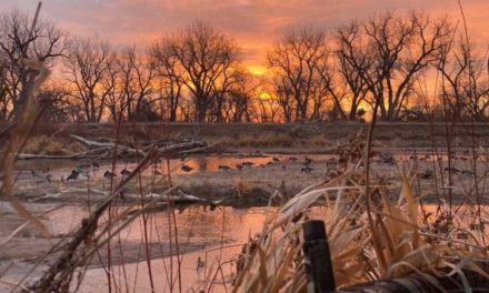 Full Body vs Silhouette Decoys for Waterfowl: Pros and Cons for Goose Hunters