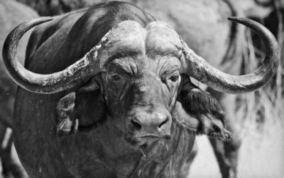 Hardest Hunts: 5 of the Toughest on Earth