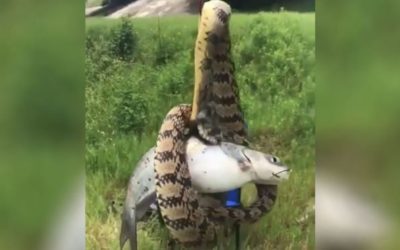 Houston Angler Finds a Snake Wrapped Around His Catfish