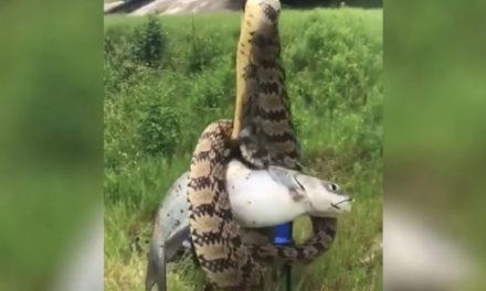 Houston Angler Finds a Snake Wrapped Around His Catfish