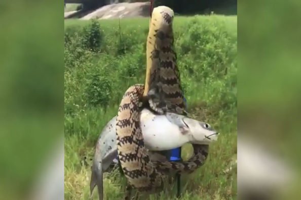 Houston Angler Finds a Snake Wrapped Around His Catfish