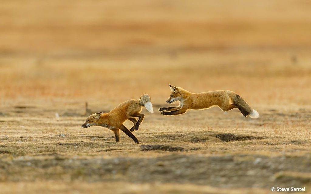 Last Frame: The Pounce