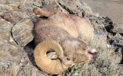 Montana Poacher Claims He Thought Bighorn Sheep Was an Elk