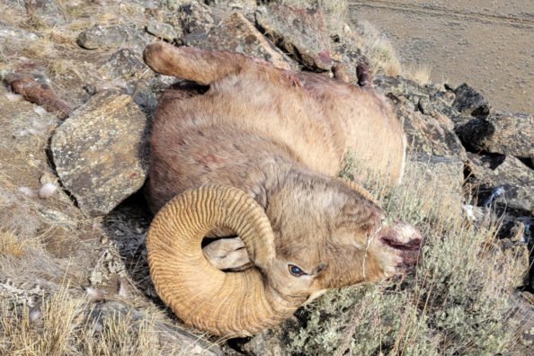 Bighorn Sheep Poaching Montana