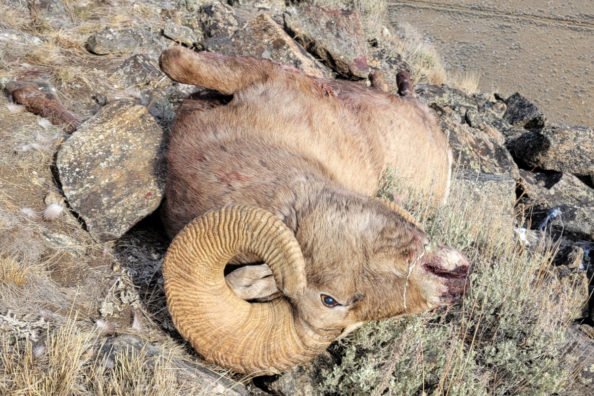 Montana Poacher Claims He Thought Bighorn Sheep Was an Elk