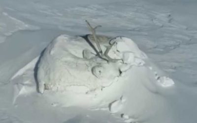 Mound of Snow with Antlers is Actually a Sleeping Caribou