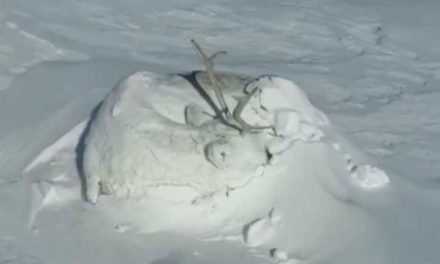 Mound of Snow with Antlers is Actually a Sleeping Caribou