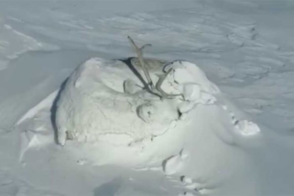 Mound of Snow with Antlers is Actually a Sleeping Caribou