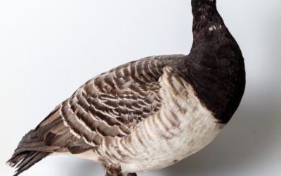 Mystery Goose Mount