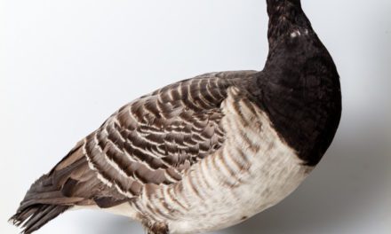 Mystery Goose Mount