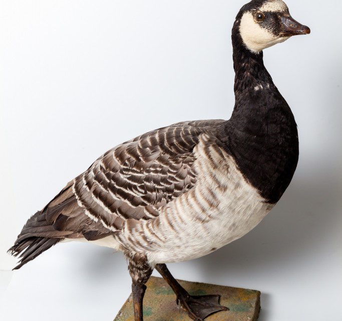 Mystery Goose Mount
