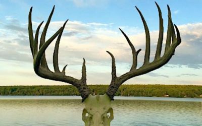 Newly Unearthed 200-Inch Buck Shot in the1960s Shatters Pennsylvania Typical Record