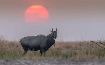 Nilgai Hunting: How and Where to Hunt the Blue Bull