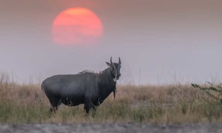 Nilgai Hunting: How and Where to Hunt the Blue Bull