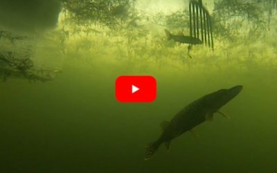 Pike Spearing Brings an Exciting Challenge to Traditional Ice Fishing