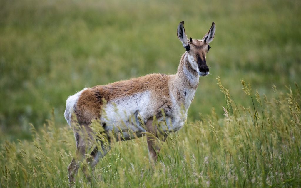 Pronghorn Research
