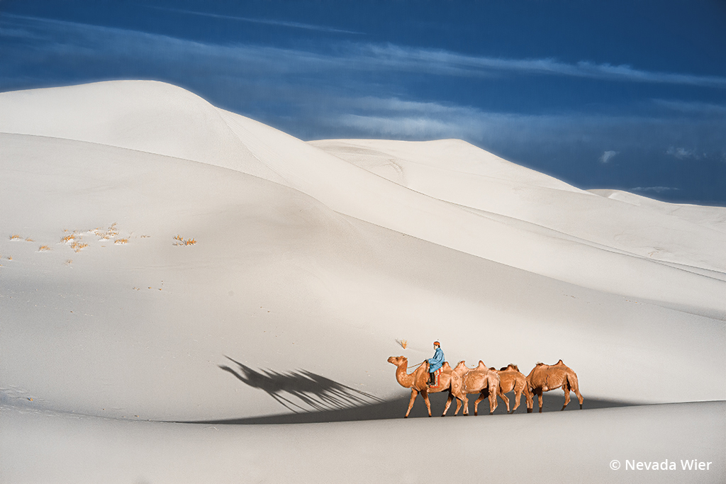 Infrared image of a camel herder in Mongolia.