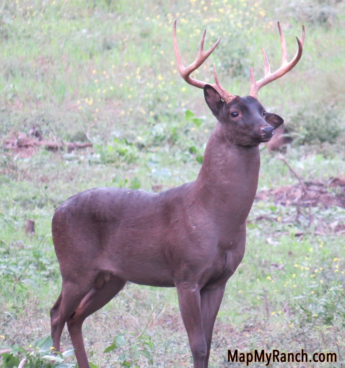 Melanistic Buck