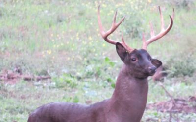 The Epic Hunt for a Melanistic Buck Named Black Beauty