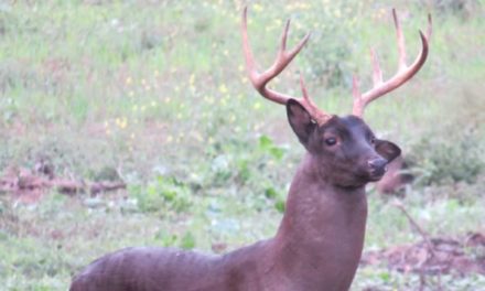 The Epic Hunt for a Melanistic Buck Named Black Beauty