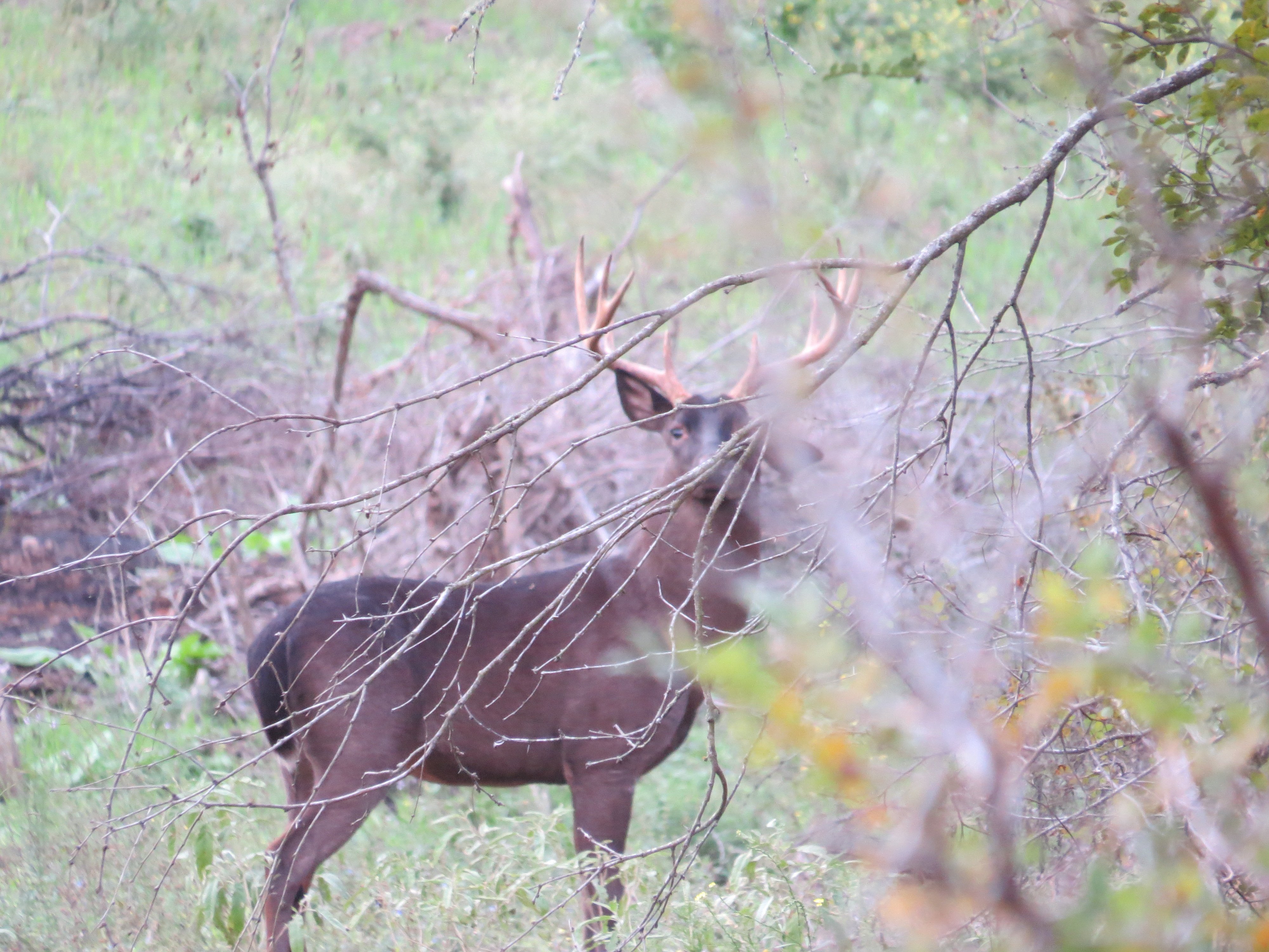 Melanistic Buck