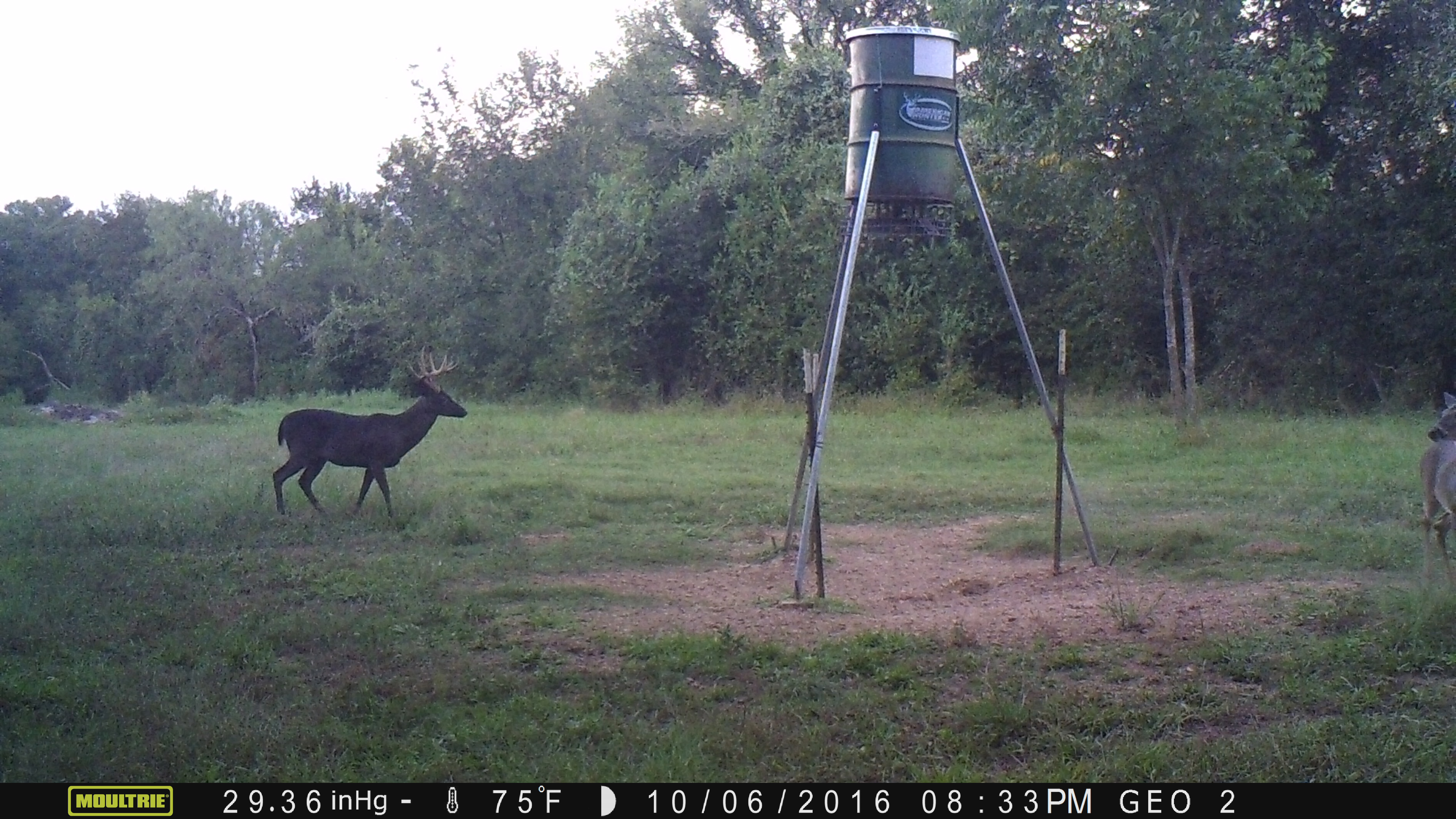 Melanistic Buck