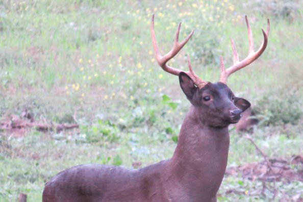 The Epic Hunt for a Melanistic Buck Named Black Beauty