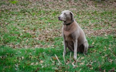 The Top Shed Hunting Dog Breeds That Will Find You Dropped Antlers