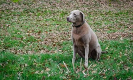 The Top Shed Hunting Dog Breeds That Will Find You Dropped Antlers