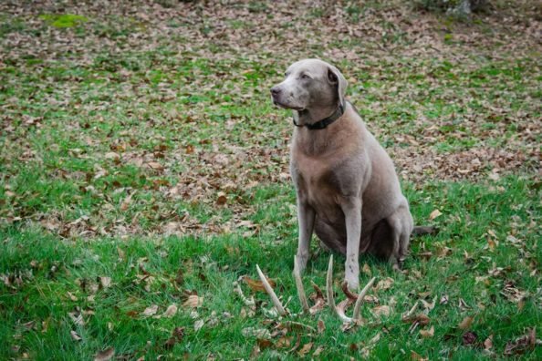 The Top Shed Hunting Dog Breeds That Will Find You Dropped Antlers