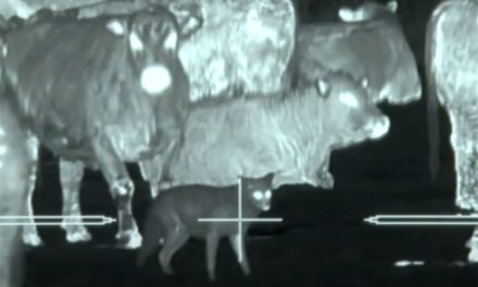 Thermal Predator Hunting: 45 Coyotes in One Video