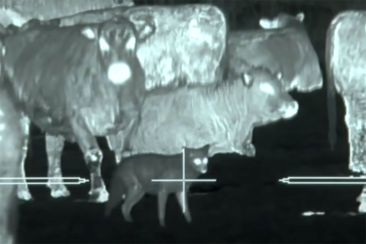 Thermal Predator Hunting 45 Coyotes in One Video Outdoor Enthusiast
