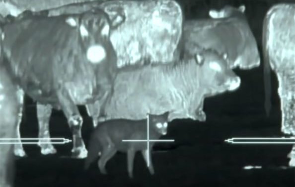 Thermal Predator Hunting: 45 Coyotes in One Video