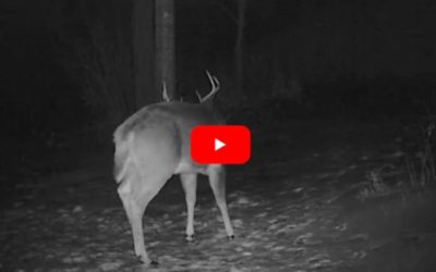 Trail Camera Captures the Exact Moment a Buck Sheds His Antlers