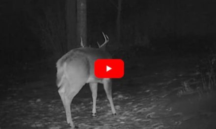 Trail Camera Captures the Exact Moment a Buck Sheds His Antlers