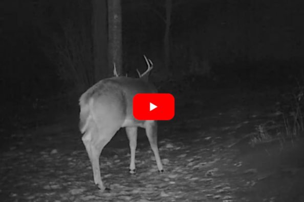 Buck Sheds Antlers