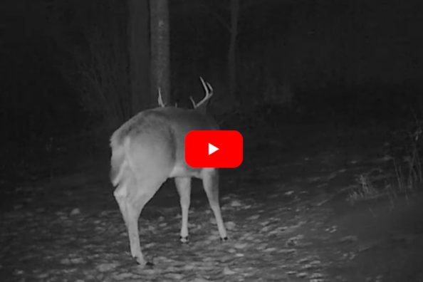 Trail Camera Captures the Exact Moment a Buck Sheds His Antlers