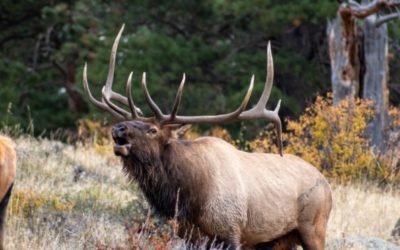 Washington Officials Seek Tips on Three Elk Being Poached, Left to Rot