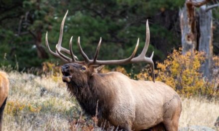 Washington Officials Seek Tips on Three Elk Being Poached, Left to Rot