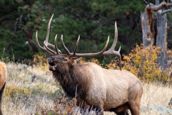 Washington Officials Seek Tips on Three Elk Being Poached, Left to Rot